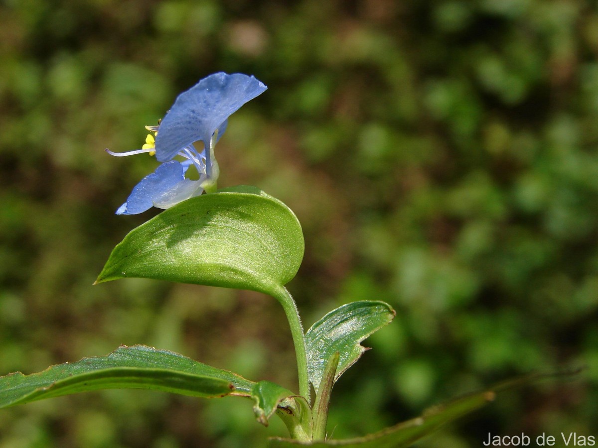 Commelina diffusa Burm.f.